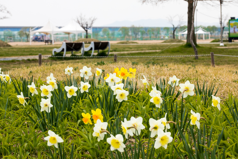 수선화,꽃,봄꽃,식물,3월,식물,자연,plants,nature,꽃,flower