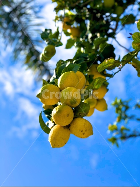 레몬,푸른하늘,lemon,노랑,yellow,레몬다발,과일,열매,fruit