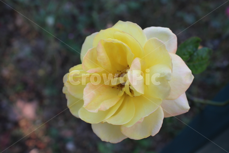 plant,식물,flower,꽃,blossom,장미