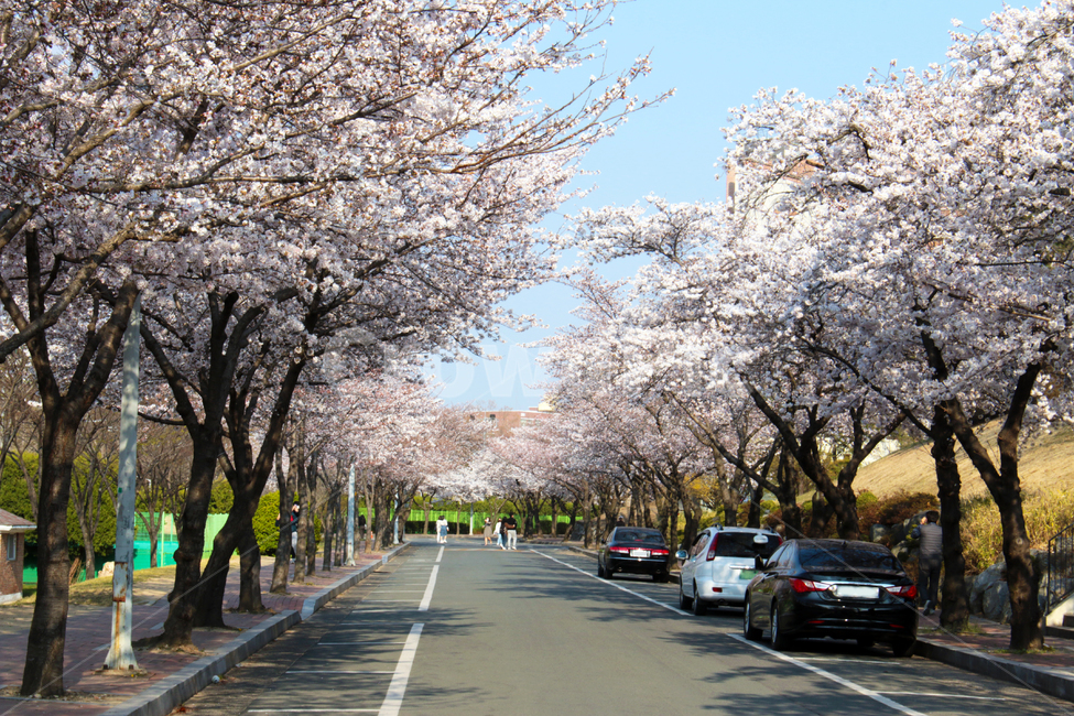 도로,차량,차,벚꽃,벚나무,봄,경북대학교,경북대,대구,한국,캠퍼스,대학교,학교,나무