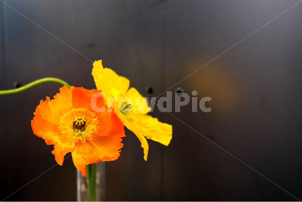 꽃,꽃병,flower,식물,플라워