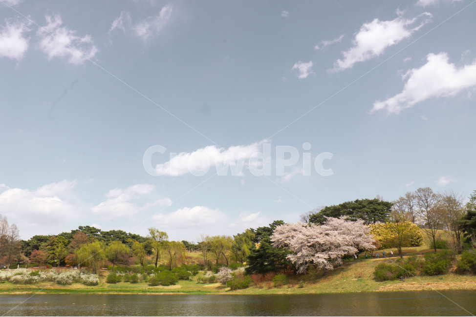 Olympic Park,atmosphere,Cherry Blossom,Korean cityscape,roost,Clean,peaceful,spring,Outing place,healing,sight,park,Rest area,clear,picnic,Jamsil,seoul,warm,korea,comfortable,Korean urban landscape,Picnic place