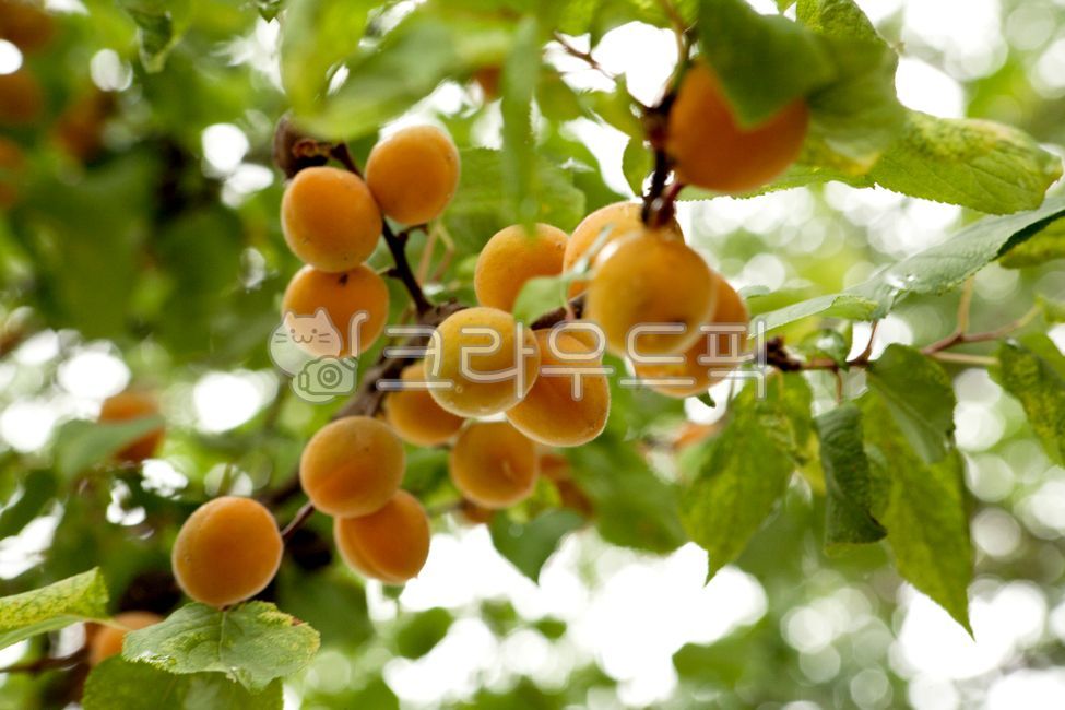 apricot tree,fruit,apricot,summer,sweet,fresh