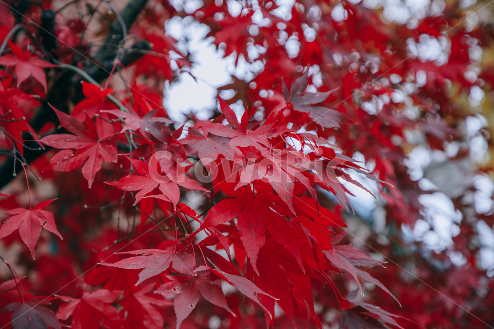 가을,단풍,나뭇잎,나무,붉은,빨간,잎,잎사귀,가을,계절,fall,autumn,season,leaf,plant,식물,tree,maple