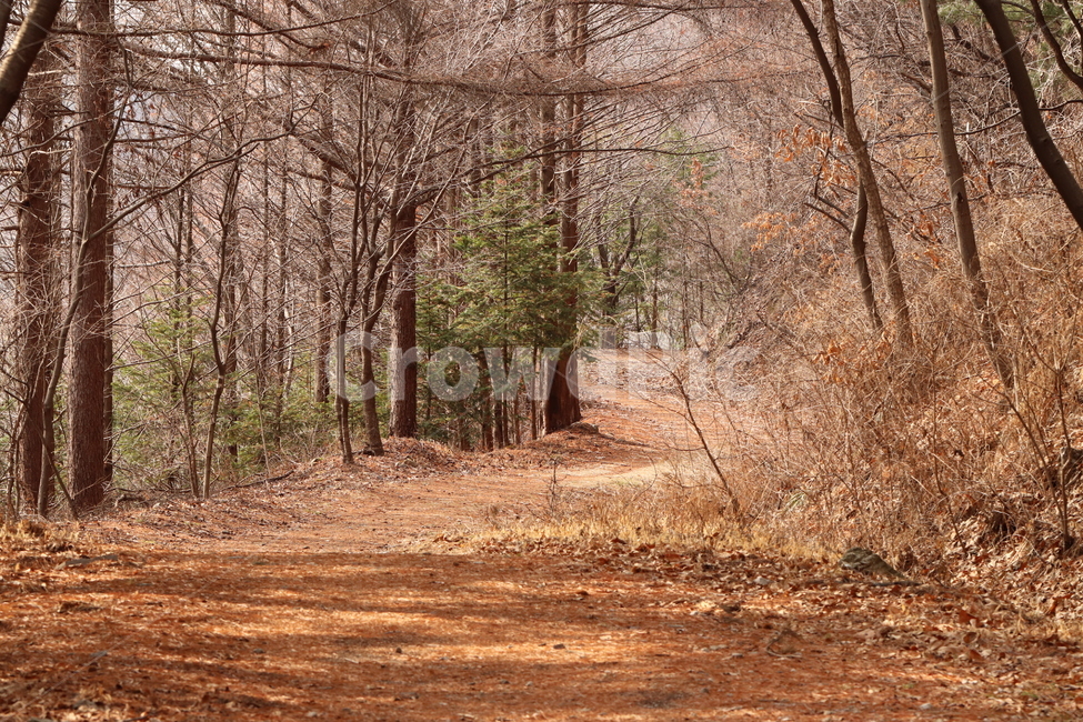 tree,식물,나무,숲길,힐링숲