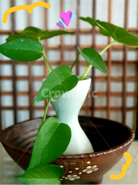 전통문짝,도자기,화병,꽃꽂이,실내장식,식물,자연,plants,nature,실내용화초,화분,화초,house plant,인테리어,실내디자인,interior design