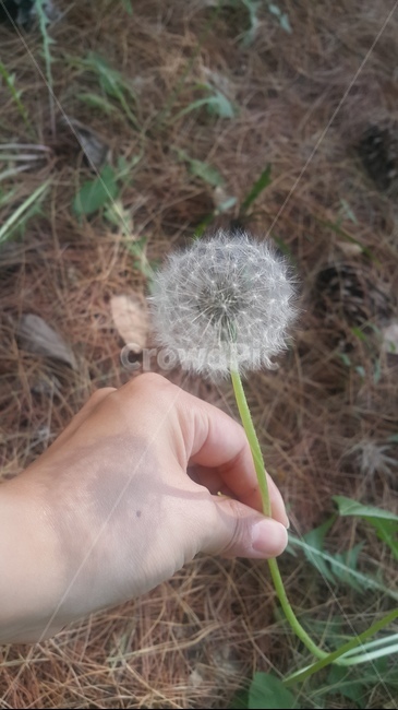 민들레,씨앗,민들레씨,식물,봄,계절,민들레홀씨,plants,nature,season,식물,자연,plants,nature,꽃,flower