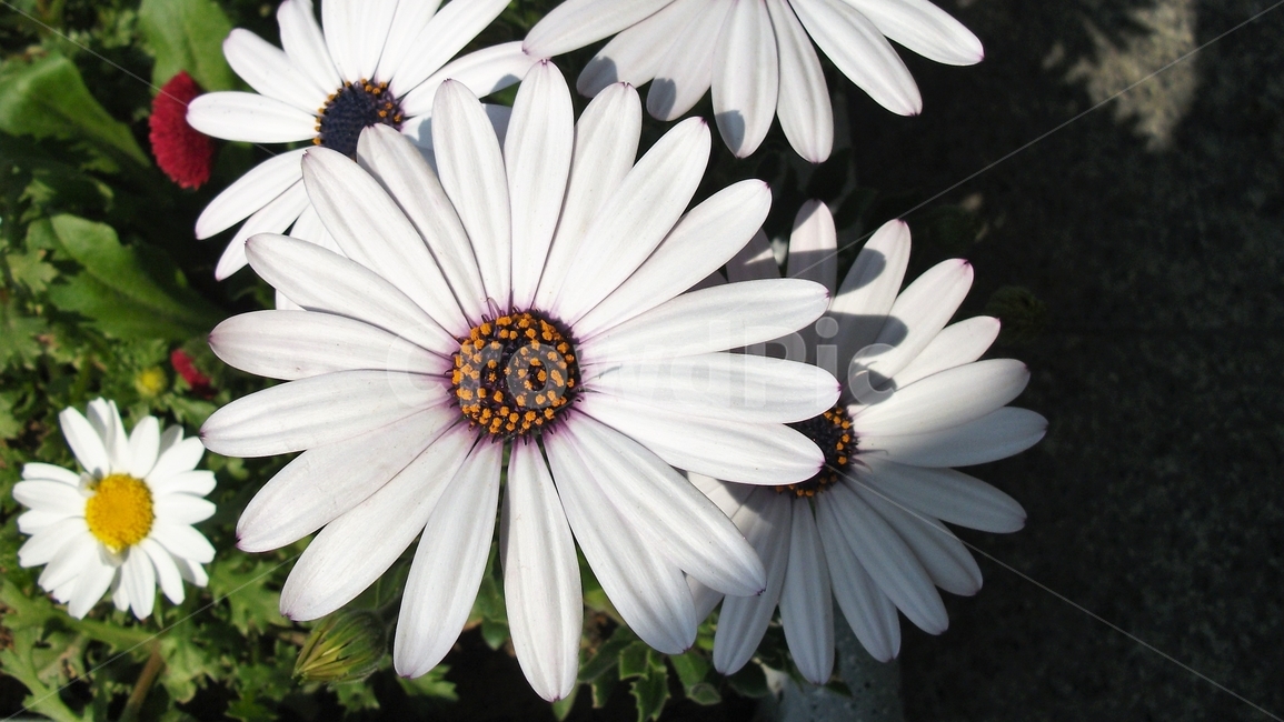 꽃,자연,식물,꽃잎,암술,수술,봄,spring,nature,bloom,petal,floral,scent,beautiful,plant,flower,오스테오스펄멈,아프리카원산,아프리칸데이지,garden,Osteospermum,디모르포테카,데모루,오스테오스퍼멈,식물,자연,plants,nature,꽃,flower