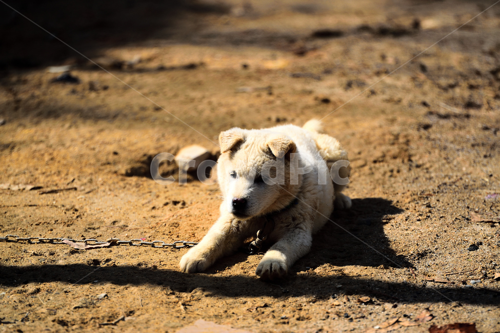진돗개,백구,애완동물,강아지,개,반려견,하얀,흰색,동물,animal,포유류,mammal,개,강아지,dog,doggy