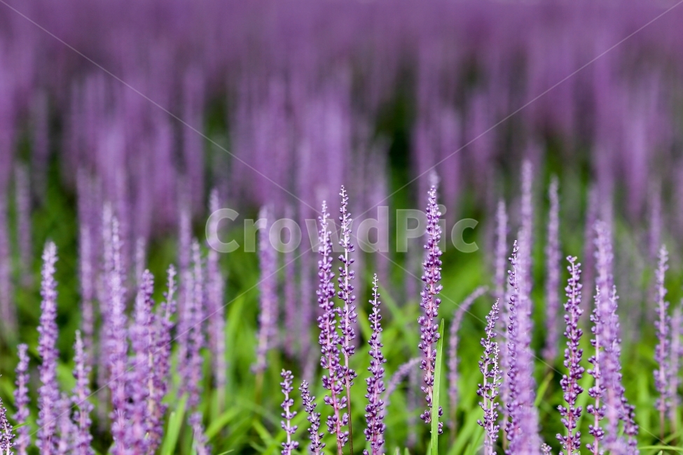맥문동,보라빛향기,꽃,감성사진,감성,식물,자연,plants,nature,꽃,flower,감성,sensible,feeling