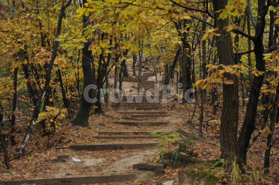 가을,나무,가을풍경,풍경,단풍,낙엽,가을,계절,fall,autumn,season,자연,풍경,nature,landscape,tree,plant,식물,tree trunk,나무 줄기