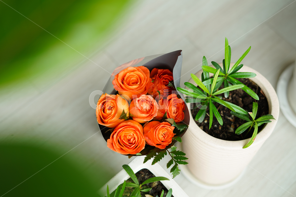 꽃,장미,장미꽃,화분,식물,flower,클라란스장미,실내용화초,화분,화초,house plant