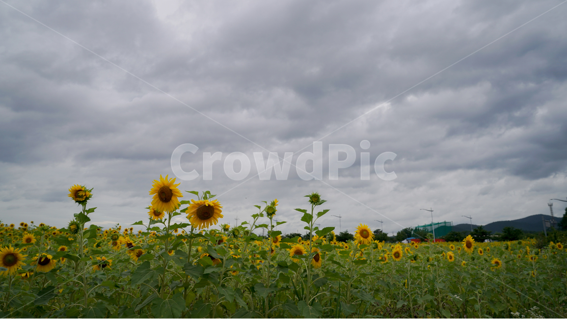 해바라기,흐린날,여름꽃,sunflower,flower,구름,자연,풍경,nature,landscape,plant,식물,blossom,꽃