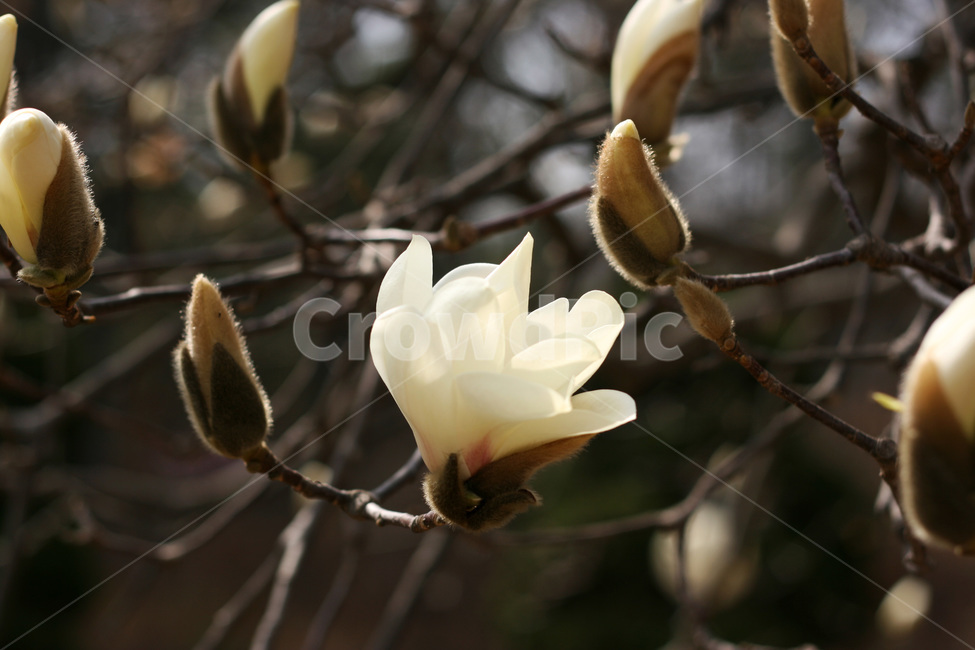 목련,꽃,하늘,개화,봄,magnolia,flower,sky,spring,primavera,식물,자연,plant,nature