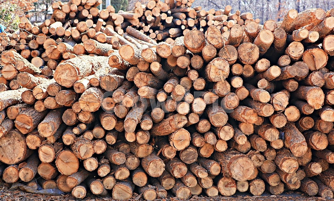참나무,나무,장작,땔감,자연,배경,풍경,나무,trees,wood