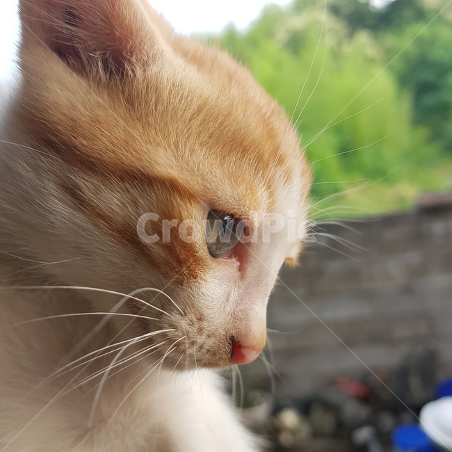 고양이,옆모습,눈,자연,벽돌