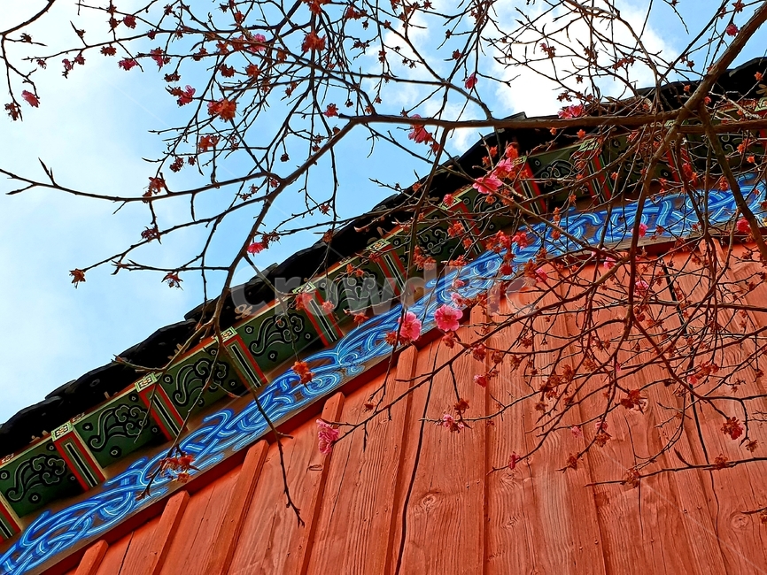 봉은사,전통,동양,홍매화,매화,한국,봄,계절,하늘,꽃,꽃나무,한국전통,한국문화,korean traditional,korean culture,건축물,건물외관,exterior,building,structure,architecture,construction