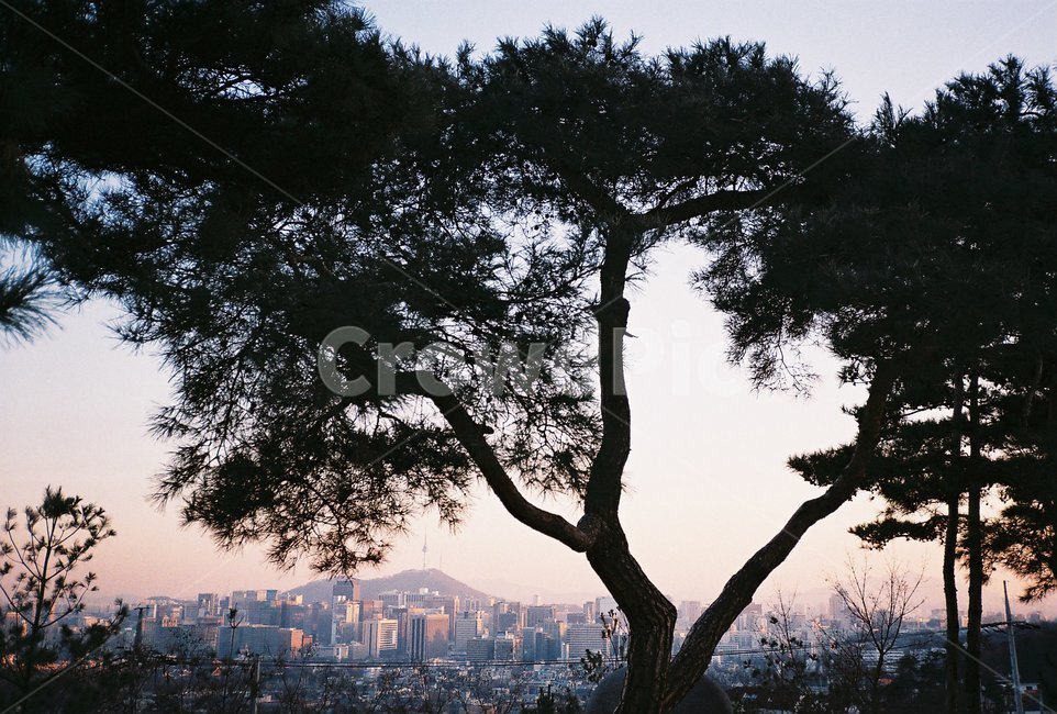도시,시티,city,풍경,scenery,경치,landscape,자연,nature,town,urban,어반,건물,building,중심지,metropolis,옥외,outdoors,필름,film,필름사진,석양,노을,sunset,tree,나무,plant,식물,treetrunk,나무줄기,도시,풍경,city,landscape,한국도시풍경,한국도시경관,korea cityscape