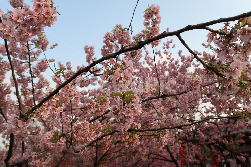 꽃,봄,계절,풍경,벚꽃,하늘,소풍,봄,계절,spring,season,plant,식물,flower,blossom,cherry blossom