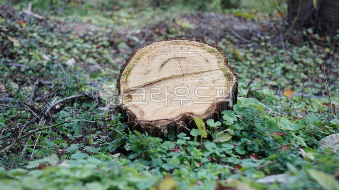 forest,root tree,tree,mountain,thinning,stub,felling,weed,stump