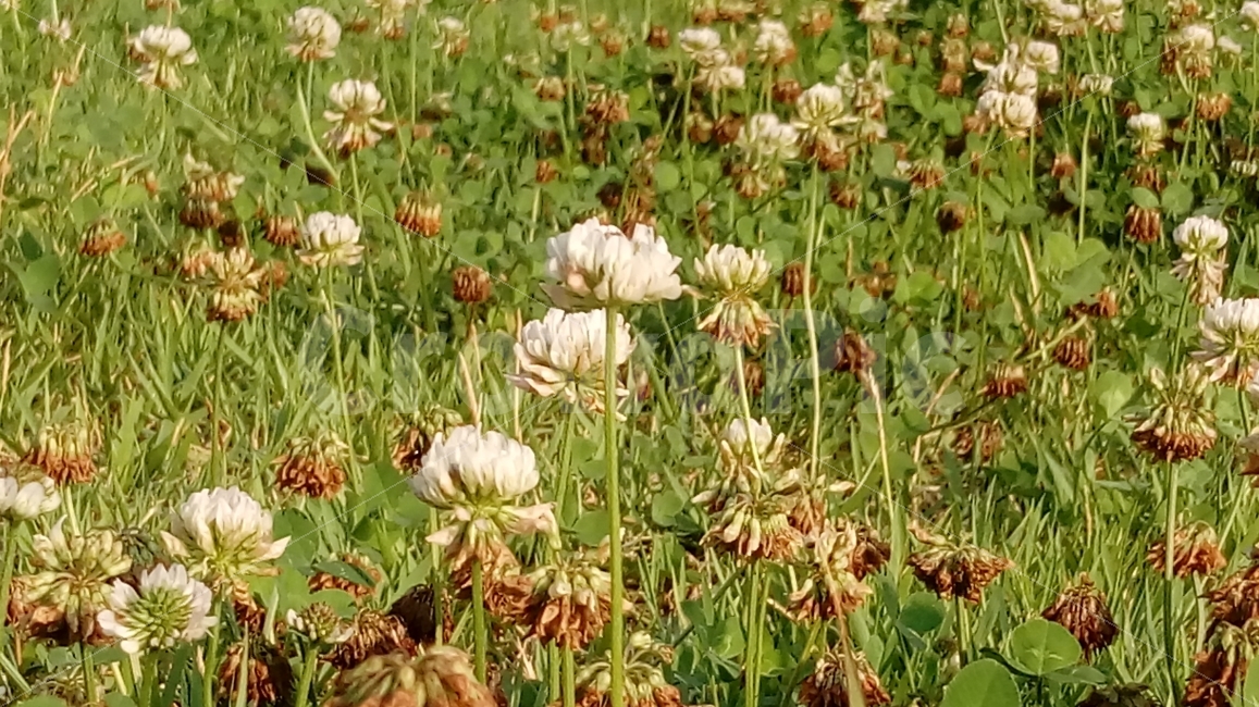 꽃,예쁘다,flower,시들었다,풀,클로버,식물,자연,plants,nature,꽃,flower