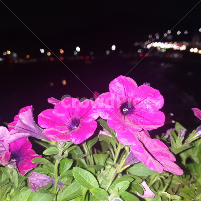 flower,꽃,plant,식물,blossom,핑크,색감,질감,꽃잎,그린,초록,자연,식물,자연,plants,nature,꽃,flower