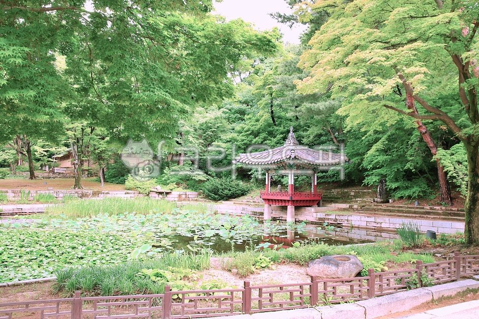 pond,Palace,nature,world cultural heritage,tree,sperm,Korean meaning,building,historical architecture,Aeryeonjeong,Cultural Heritage,outdoors,pavilion,Changdeokgung Palace,UNESCO World Heritage Site,garden,Dancheong,architecture