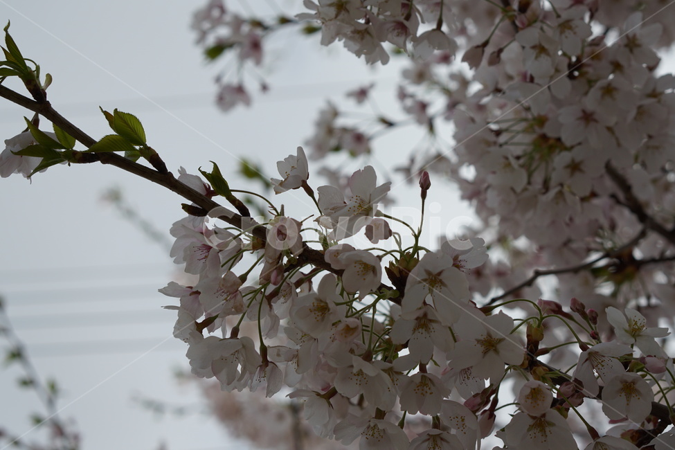 벚꽃,꽃,하늘,여백,봄,공간,설레임,봄,계절,spring,season,식물,자연,plants,nature,꽃,flower,plant,blossom