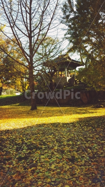 정자,은행잎,단풍,가을,풍경,가을,계절,fall,autumn,season,자연,풍경,nature,landscape,한국자연풍경,한국자연경관,korea nature landscape,plant,식물,tree,나무