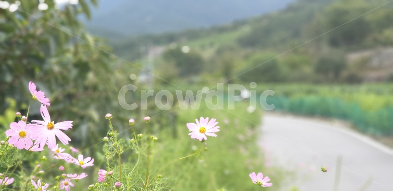 자연,꽃,가을,걷기,코스모스,식물,flower,식물,자연,plants,nature,꽃,flower