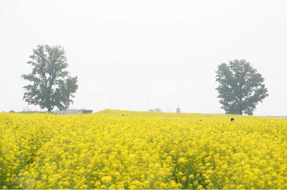 유채꽃,봄,노랑노랑,햇살,나무,풍경,봄,계절,spring,season,자연,풍경,nature,landscape,field,들,outdoors,옥외,grassland,목초지