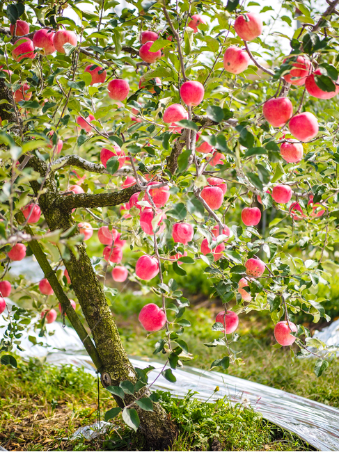 영주,소백산,사과나무,과수원,사과,사과밭,식물,자연,plants,nature,과일,열매,fruit