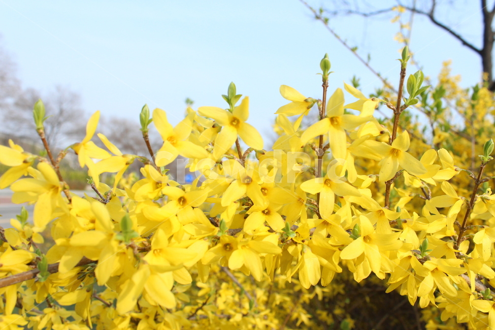 forsythia,wildflowers,Spring background,yellow flower,sight,spring scenery,flower garden,flower background,flower