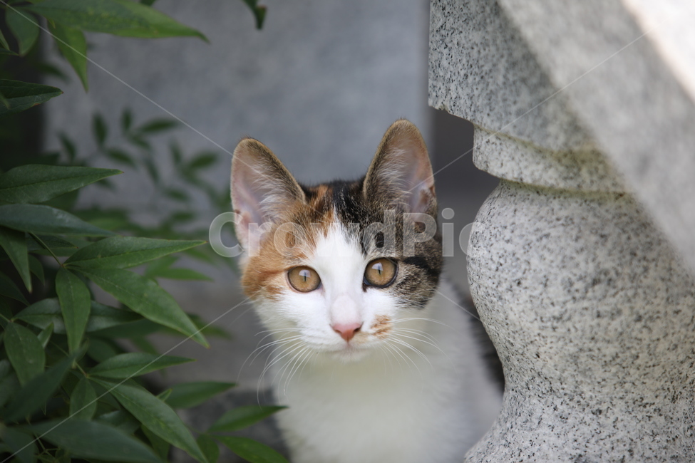 고양이,애완동물,반려동물,동물,cat,반려묘,애완묘,도도함,동물,animal,포유류,mammal,고양이,cat,kitten,kitty