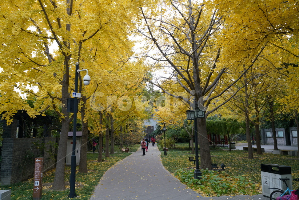 중국,베이징,쿠부치,풍경,공원,자연,풍경,nature,landscape,사람들,대중,군중,other people,crowd,tree,나무,plant,식물,asphalt,아스팔트