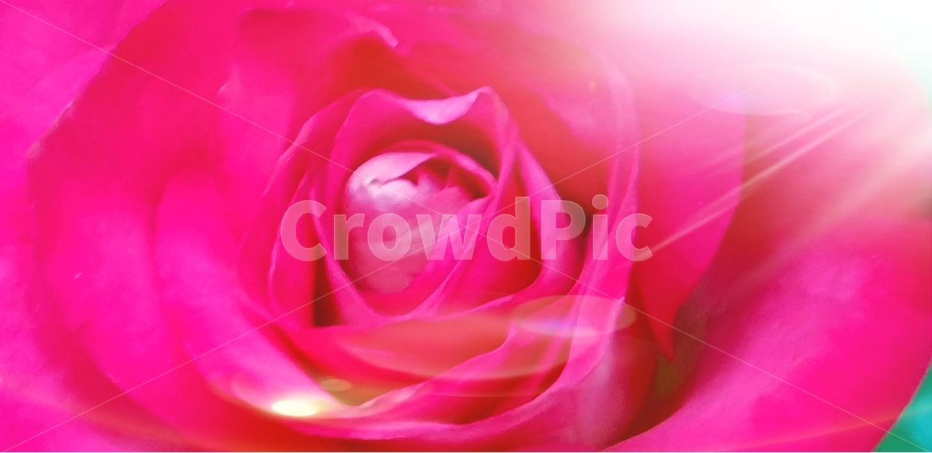 여름,꽃잎,자연,식물,겹꽃,natural,pink,backgroundimage,장미꽃,빨간색,rose,red,배경,배경이미지,배경화면,색감,바탕,텍스쳐,질감,패턴,이미지,식물,자연,plants,nature,꽃,flower