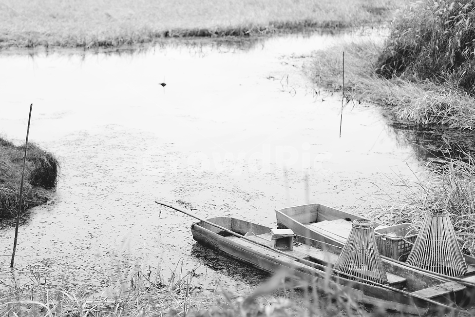 Upo Swamp,Changnyeong Upo Wetland,nature,wetland,reed,upowetland,swamp,boat,rowboat,Reed