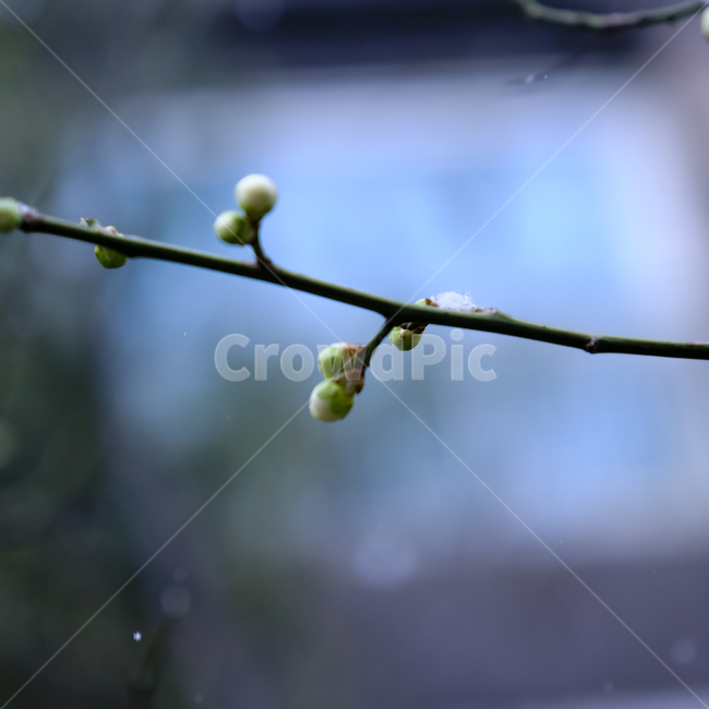 plant,식물,꽃,새싹,봄,싹,배경,나무,녹색,그린,개화,꽃송이,꽃봉오리,봄,계절,spring,season