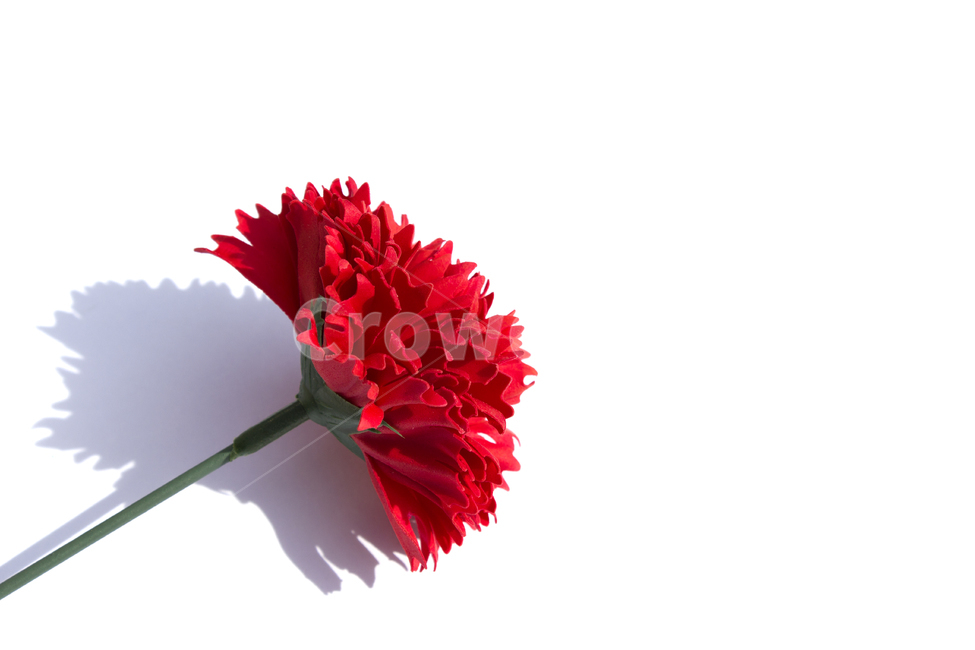 클로즈업,흰배경,레드,빨간색,빨강,탑,탑뷰,꽃,카네이션,분홍색,carnation,clovesflower,비누,비누꽃,감사,어버이날,스승의날,carnationflower,flower,fresh,green,red,줄기,꽃,flower,누끼,remove background
