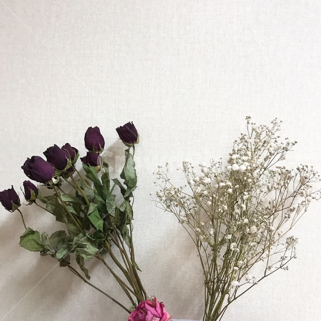 꽃,flower,장미,말린장미,안개꽃,dryflower,식물,rose