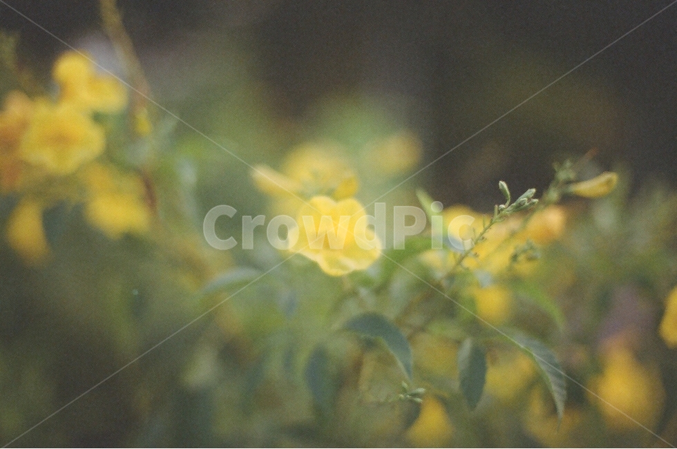 꽃,공원,화원,필름,필름사진,필름카메라,flower,garden,park,식물,자연,plants,nature,꽃,flower