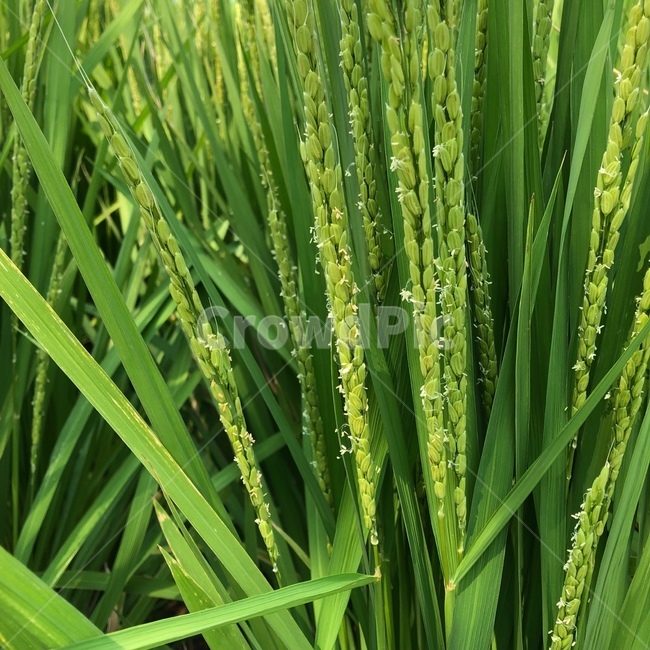 plant,식물,벼,rice,초록색,연두색,벼꽃,green,lightgreen,riceflower,자연,nature