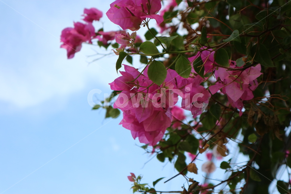 plant,식물,flower,꽃,blossom,pink,꽃나무,tree,분위기,색감,color