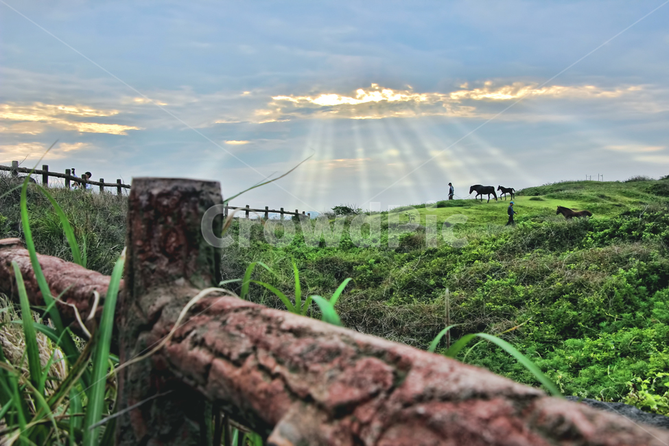 제주도,목장,색감,초원,빛내림,풍경,자연,풍경,nature,landscape,산업,industry,industrial,목축업,목장,livestock farming,ranching,pasture