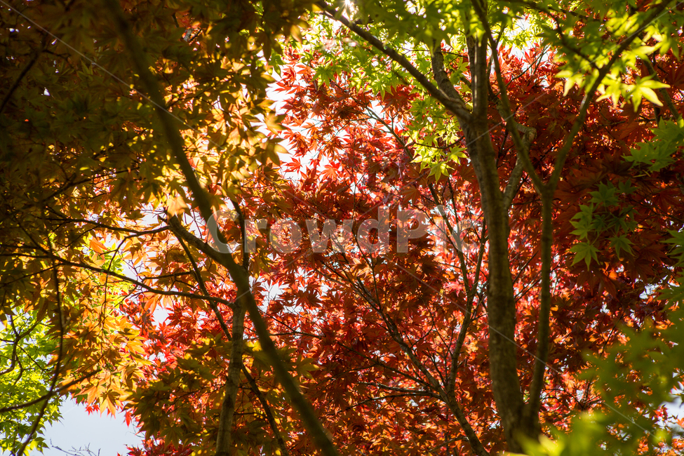 선유도공원,단풍,가을,봄,나무,nature,자연,가을,계절,fall,autumn,season,식물,자연,plants,nature,나무,trees,wood,leaf,잎,plant,tree,maple
