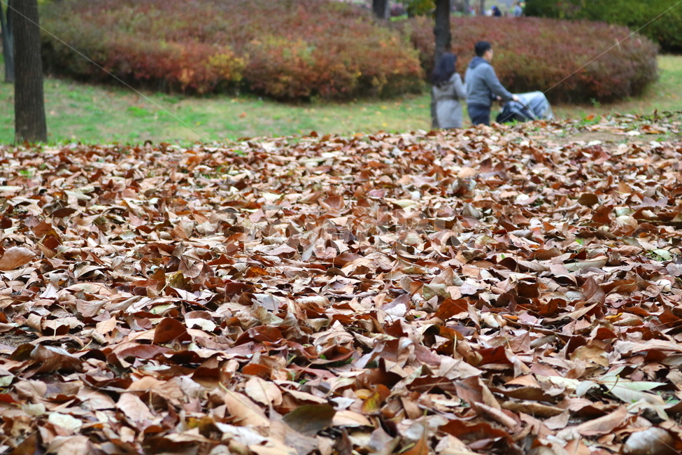 낙엽,단풍,나뭇잎,자연,가을,가을,계절,fall,autumn,season,ground,바닥,leaf,잎,plant,식물,furniture,가구