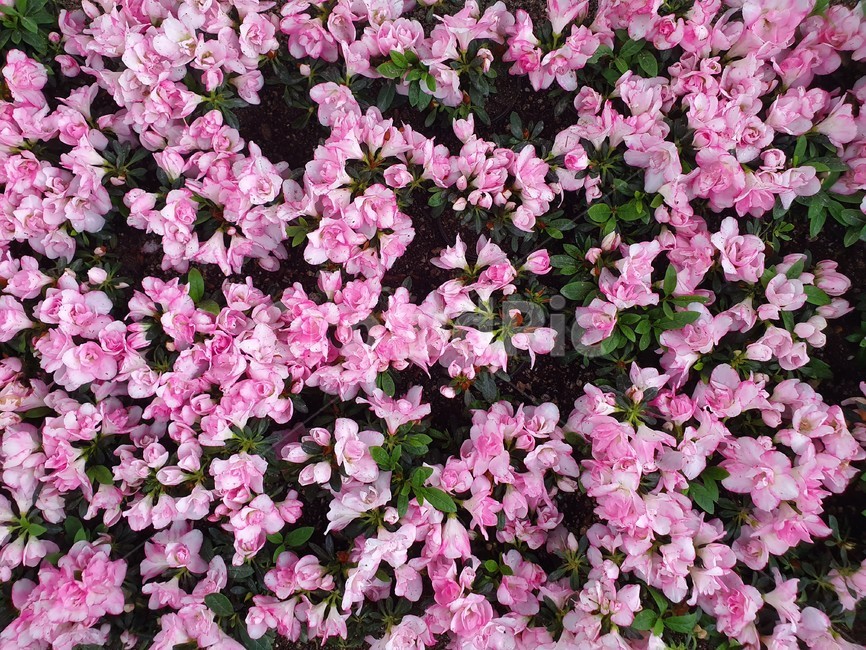 plant,식물,flower,꽃,blossom,자연,분홍,식물,자연,plants,nature,꽃,flower