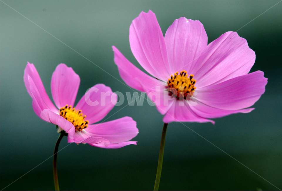 식물,가을,코스모스,꽃,외로움,식물,자연,plants,nature,꽃,flower