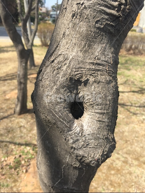 나무,나무구멍,자연,식물,나이테,식물,자연,plants,nature,나무,trees,wood