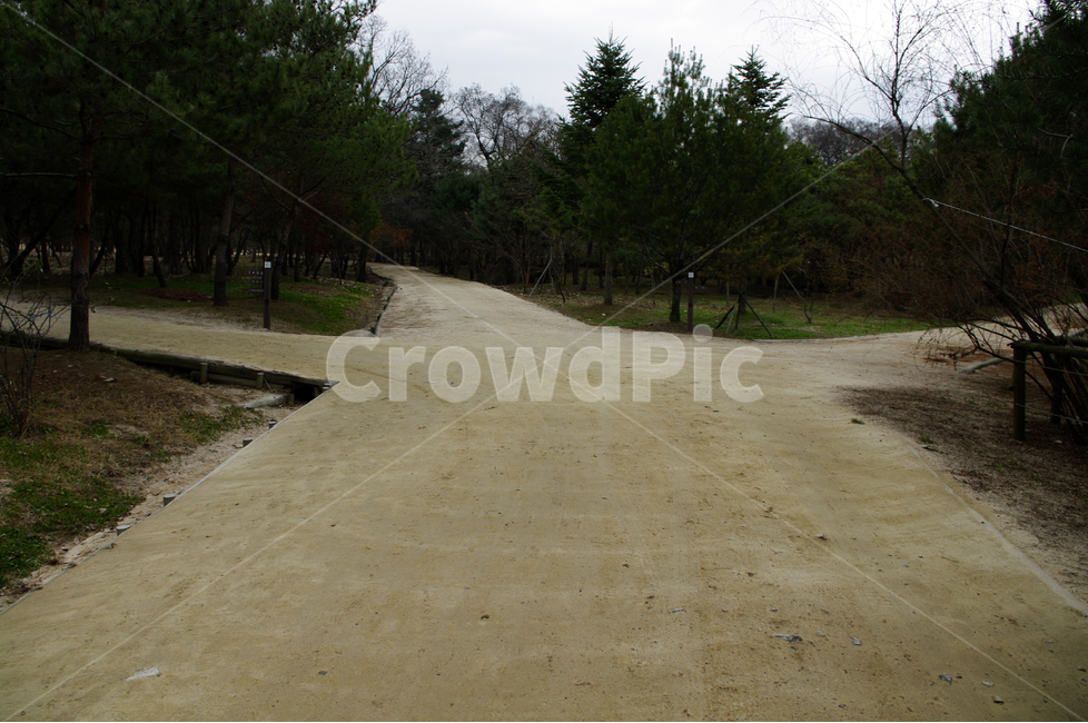 겨울,숲,나무,식물,소나무,자연,풍경,nature,landscape,road,도로